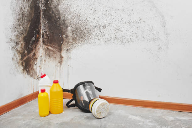 Best Certified Mold Removal  in Forest Glen, MD