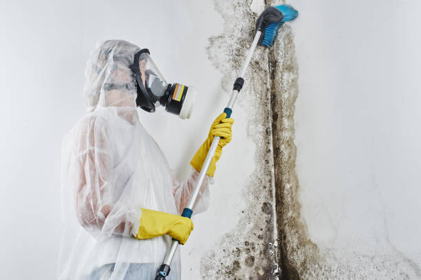 Best Mold Testing  in Forest Glen, MD