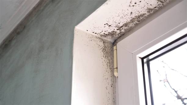 Best Mold Testing  in Forest Glen, MD