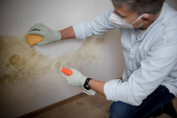 Best Residential Mold Removal  in Forest Glen, MD