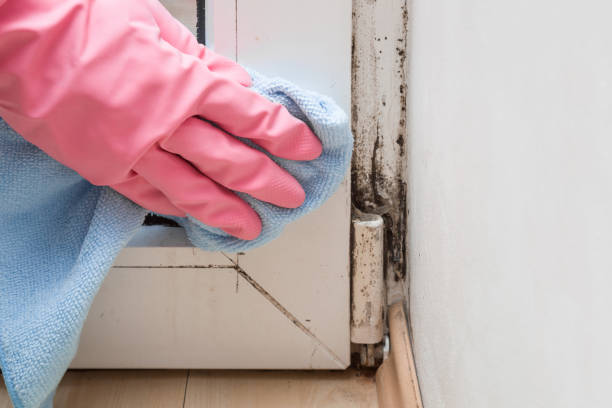 Best Affordable Mold Removal  in Forest Glen, MD